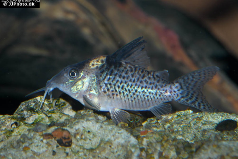 Hoplisoma brevirostre