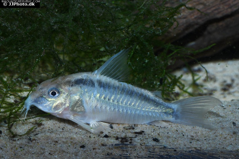 Hoplisoma urucu