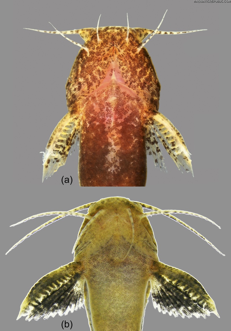 Microglanis cibelae