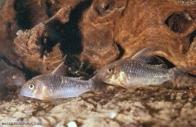 Hoplisoma gossei