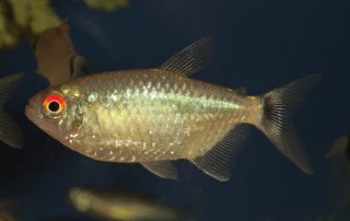 Bario sanctaefilomenae