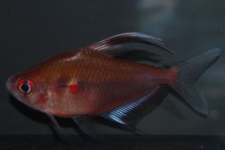 Megalamphodus erythrostigma