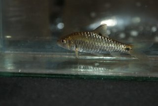 AquaticRepublic.com - Puntius dorsalis • Cyprinidae • All Fishes