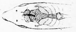 Brochis (sub-clade 3) agassizii