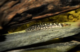 Chaetostoma sacramento