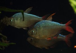 Hyphessobrycon columbianus